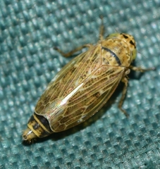 Euscelidius variegatus