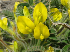 Astragalus utriger