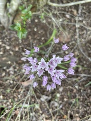 Allium praecox
