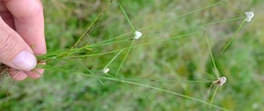 Cyperus welwitschii