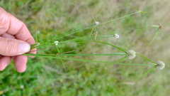 Cyperus welwitschii