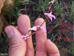 Disa inflexa