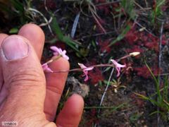 Disa inflexa