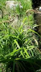 Carex