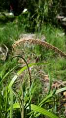 Carex