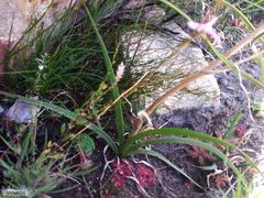 Disa inflexa