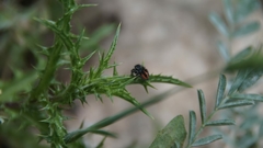 Philaeus chrysops