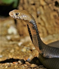 Mozambique Spitting Cobra photo 2