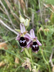 Ophrys reinholdii