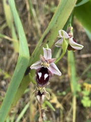 Ophrys reinholdii