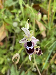 Ophrys reinholdii
