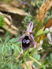 Ophrys reinholdii
