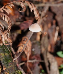 Mycena austrofilopes