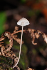 Mycena austrofilopes