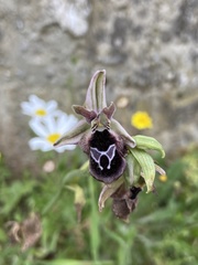 Ophrys reinholdii