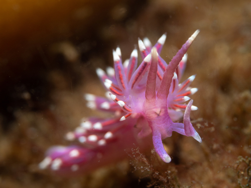 Pink Coryphella