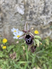 Ophrys reinholdii