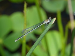 Pseudagrion cingillum