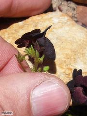 Nemesia bodkinii