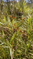 Cyperus mundii