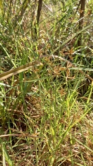Cyperus mundii