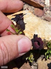 Nemesia bodkinii