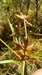 Cyperus mundii