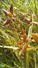 Cyperus mundii