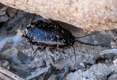 Loboptera