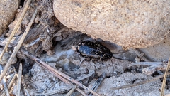 Loboptera
