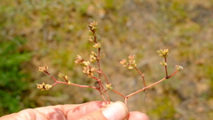 Portulaca hereroensis