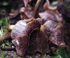 Asarum ampulliflorum