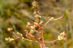 Portulaca hereroensis