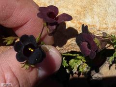 Nemesia bodkinii