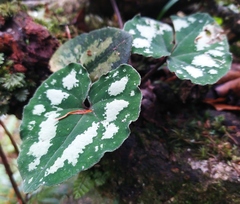 Asarum ampulliflorum