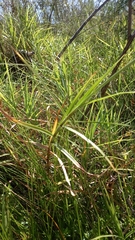 Cyperus mundii
