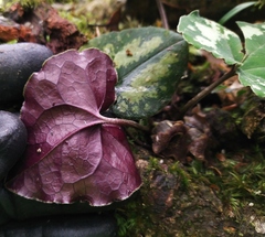 Asarum ampulliflorum
