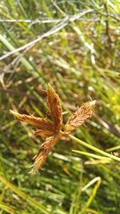 Cyperus mundii