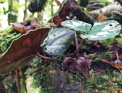 Asarum ampulliflorum