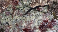 Emplectonema