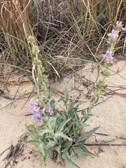 Penstemon buckleyi