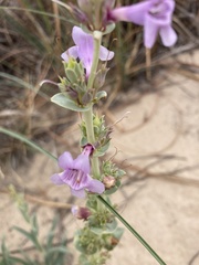 Penstemon buckleyi