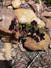 Nemesia bodkinii