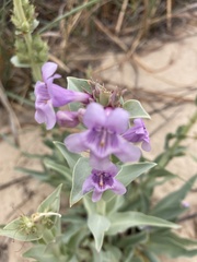 Penstemon buckleyi
