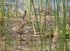 Charadrius asiaticus