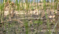 Charadrius asiaticus