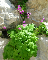 Primula matthioli
