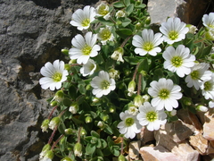 Cerastium latifolium