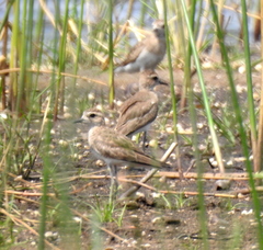 Charadrius asiaticus