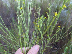 Senecio pubigerus